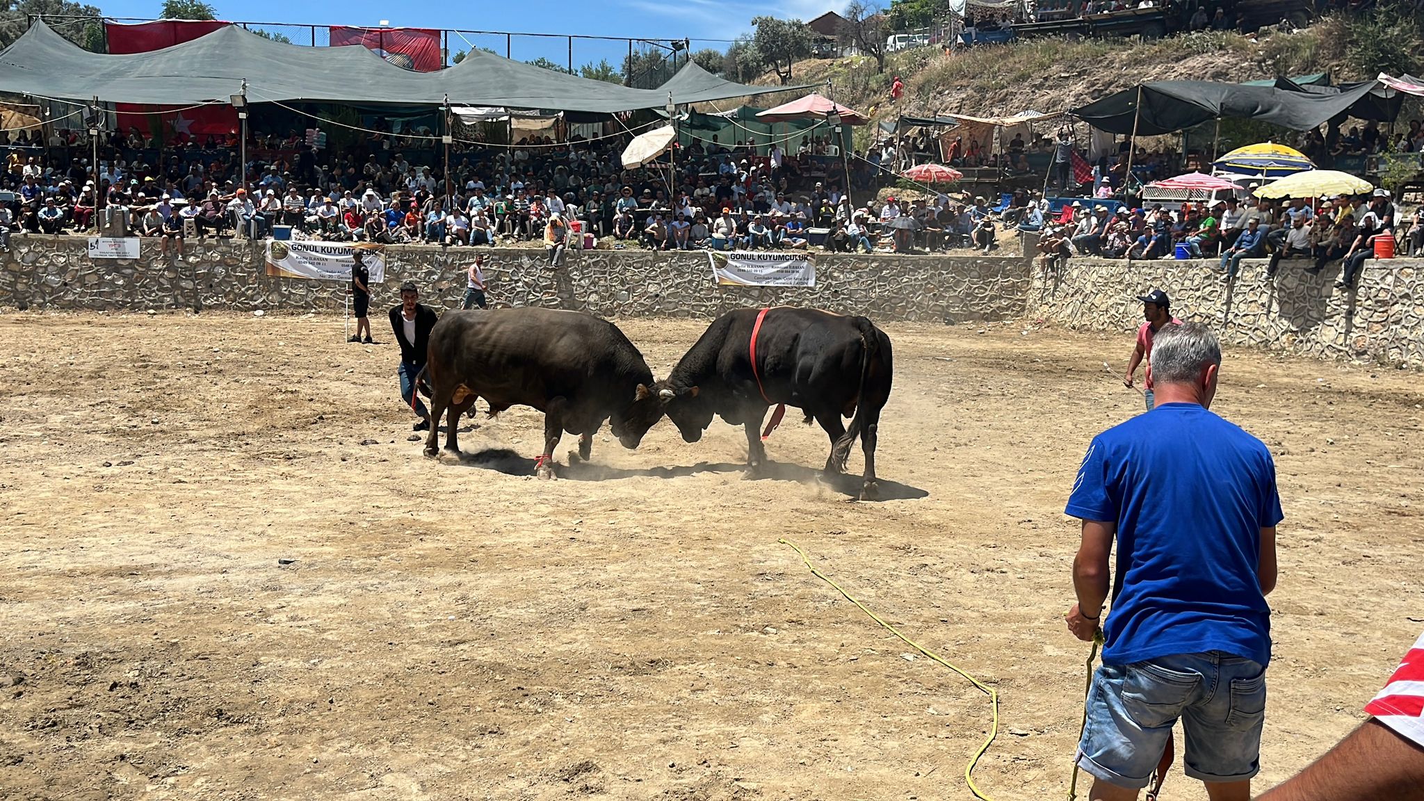 Germencik’te boğa güreşi festivali nefes kesti