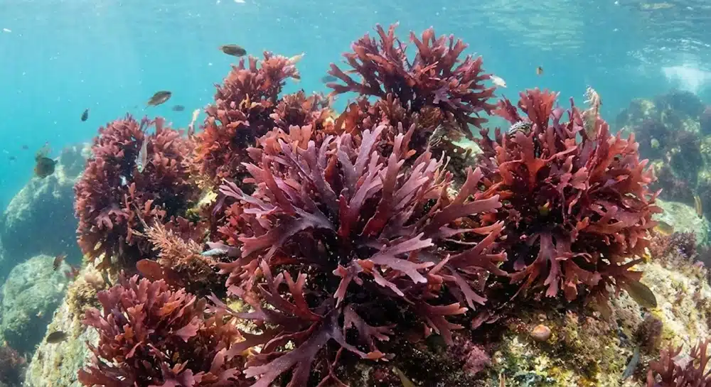 Deniz Yosunu (Sea Moss) Nedir?