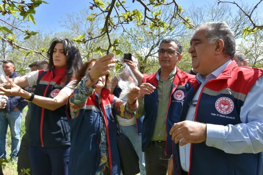 Aydın Kestanesi için biyolojik mücadele ikinci yılına girdi 3 WhatsApp Image 2026 05 14 at 15.38.58 1
