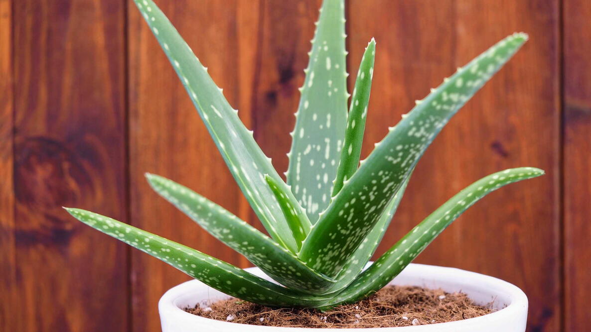 Aloe Vera Nedir? “Ölümsüzlük Bitkisi” Olarak Bilinen Aloe Vera’nın 10+ Şaşırtıcı Faydası (Aloe Vera Faydaları ve Kullanımı)