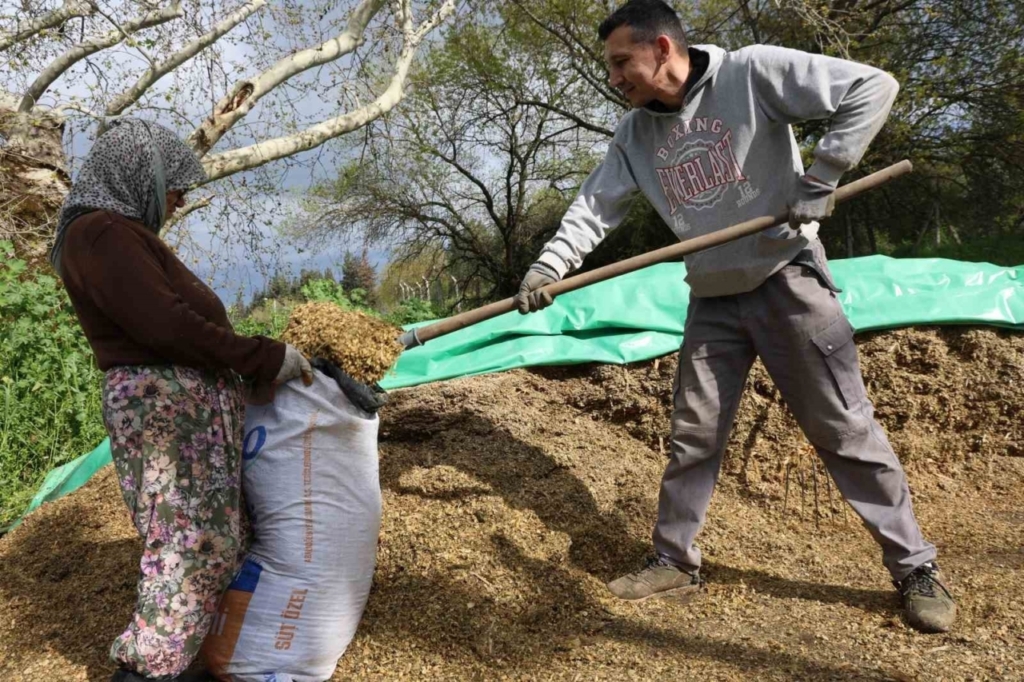 aydinda bahar bereketi yagislar hayvancilik sektorune yaradi 5c1b07506066