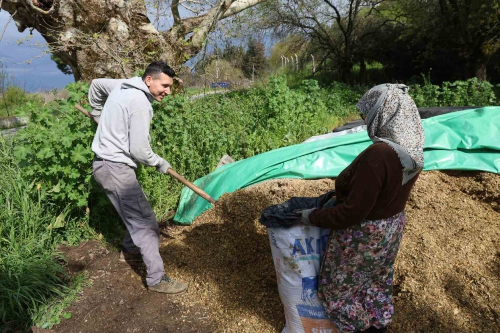 aydinda bahar bereketi yagislar hayvancilik sektorune yaradi 84ee541a26ba