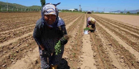 Aydın’da biberler toprakla buluştu