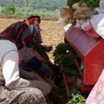 Aydın’da biberler toprakla buluştu
