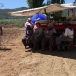 Aydın’da biberler toprakla buluştu