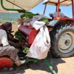 Aydın’da biberler toprakla buluştu
