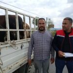 Aydın’da kurbanlık nakil yol kontrolleri yapıldı 3 aydinda kurbanlik nakil yol kontrolleri yapildi 6865eafd9c06