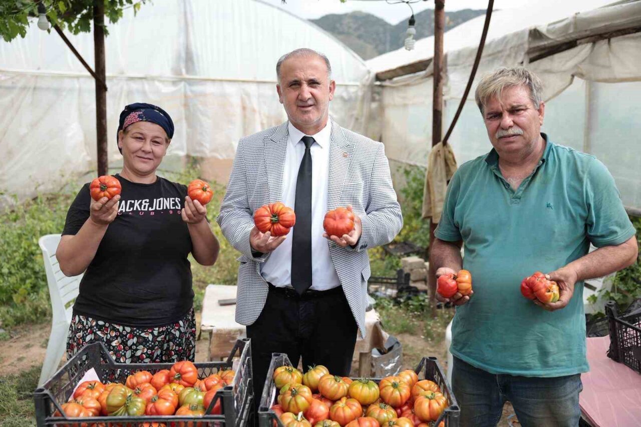 baskan kaya ciftciler gununde domates hasadina katildi 0842cf67b04f