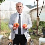 baskan kaya ciftciler gununde domates hasadina katildi ba8007ff38ea