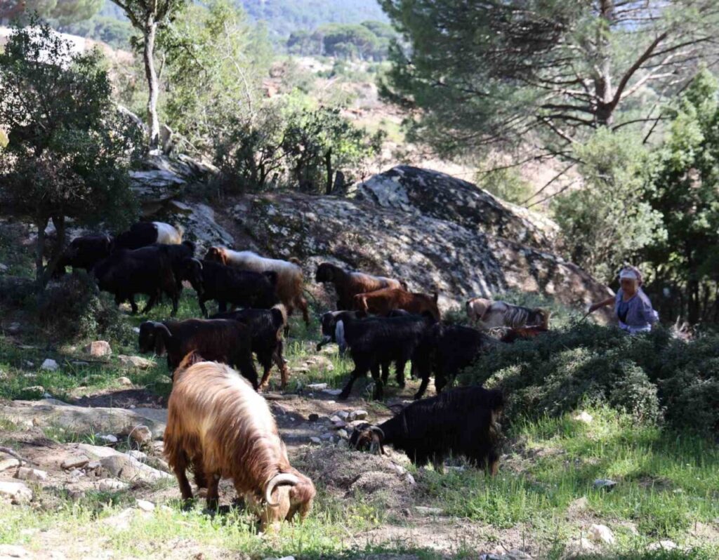 besparmak daglarinda cobanligi terk etmeyen sadece rukiye baci kaldi 5dfcd2e719d9