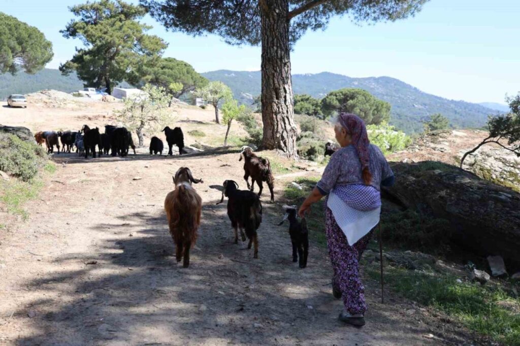 besparmak daglarinda cobanligi terk etmeyen sadece rukiye baci kaldi 8795827347b3