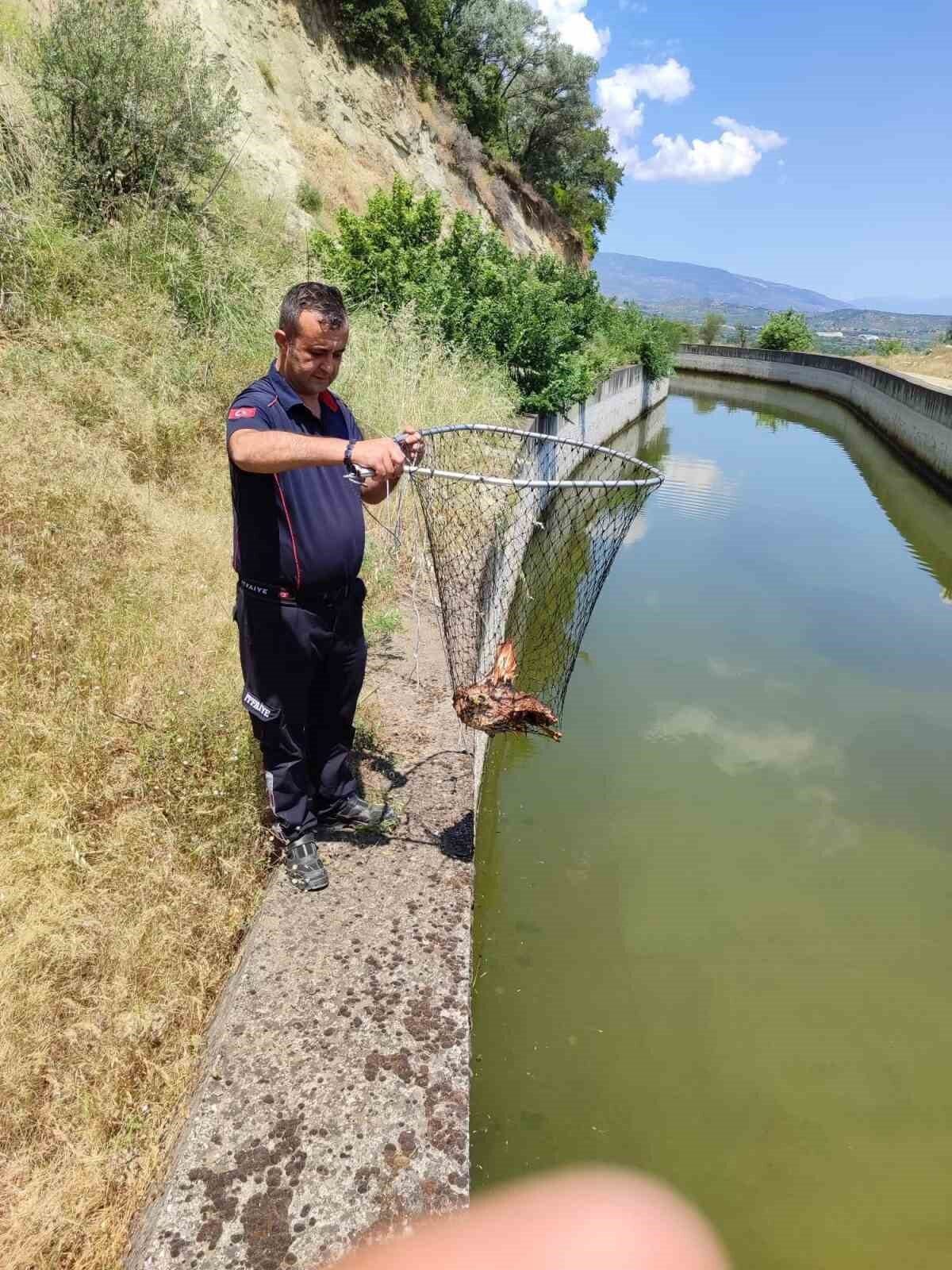 Bozdoğan’da sulama kanalına  kartal düştü!
