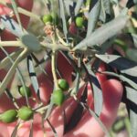 Didim’de zeytin üreticilerine "zeytin güvesi" uyarısı 2 didimde zeytin ureticilerine zeytin guvesi uyarisi 9c26acecc6a2