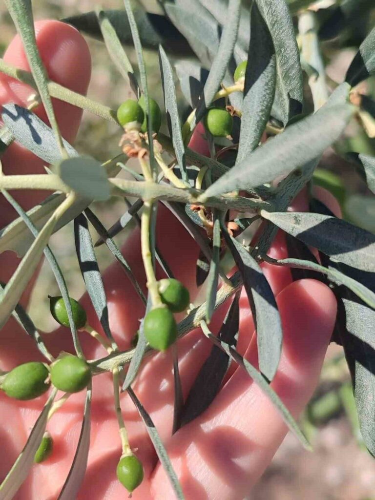 didimde zeytin ureticilerine zeytin guvesi uyarisi 9c26acecc6a2
