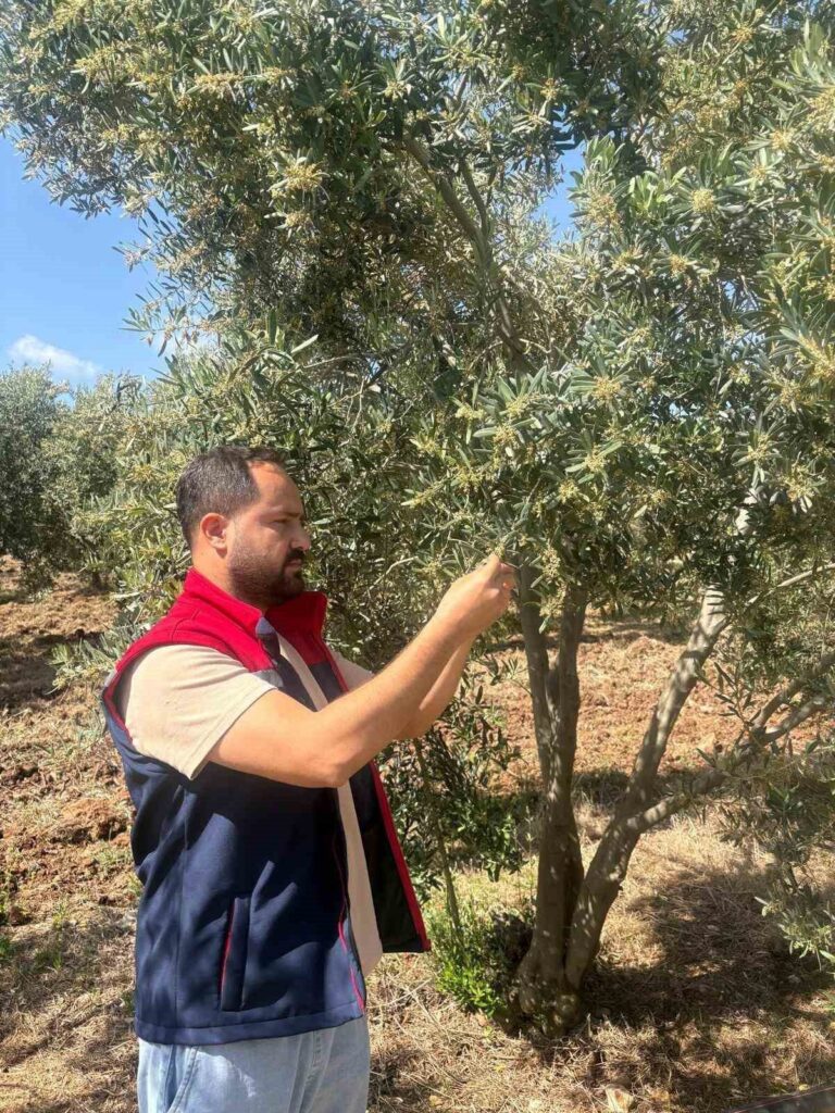 didimde zeytin verim tespit calismalari basladi 06d0a568f0e9