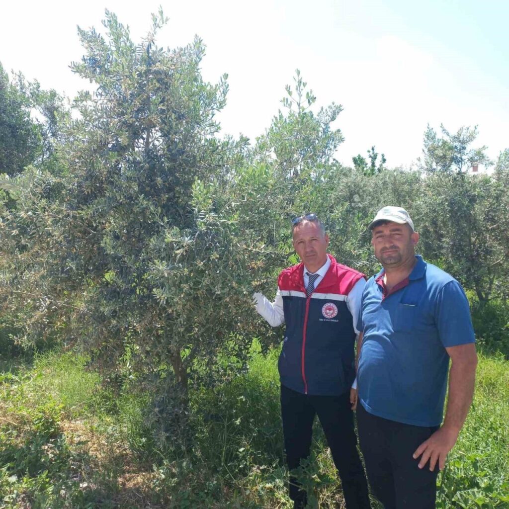 didimde zeytin verim tespit calismalari basladi 88361a3c4201