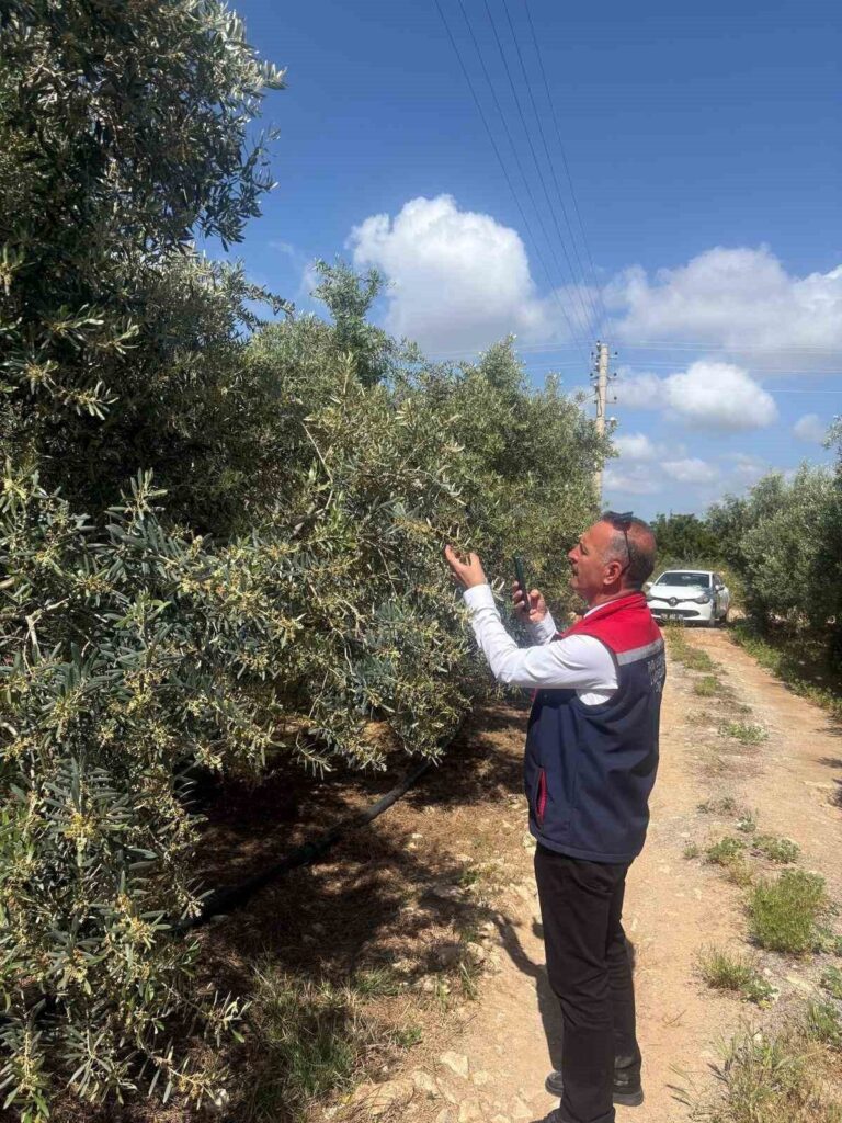 didimde zeytin verim tespit calismalari basladi d159dfab4099