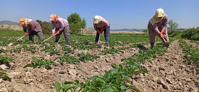Didim Belediyesi’nden çiftçilere tarımsal destek