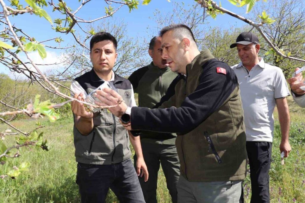 kestane zararlisina karsi 2 bin 700 parazitoit bocek dogaya salindi 6dd983fefcd2