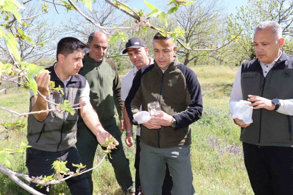 kestane zararlisina karsi 2 bin 700 parazitoit bocek dogaya salindi c9d60aa8b757