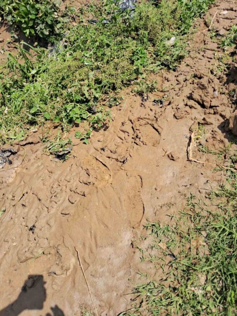 Köşk’te sel sonrası arazilerde hasar tespiti başlatıldı 4 koskte sel sonrasi arazilerde hasar tespiti baslatildi 34af8e32e4f0