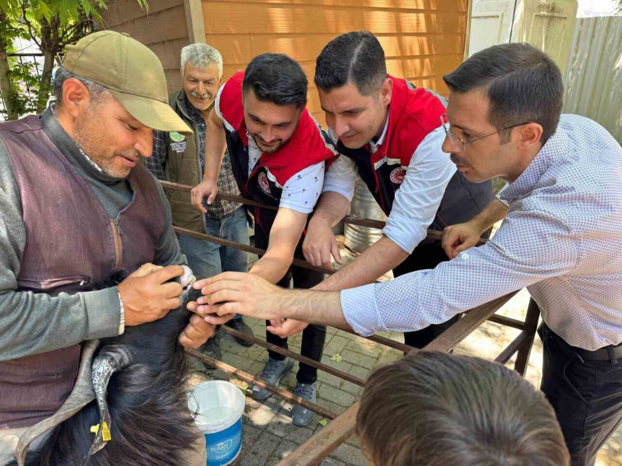 Kurban Bayramı öncesi Bozdoğan hayvan pazarında sıkı denetim 9 Kurban Bayramı öncesi Bozdoğan hayvan pazarında sıkı denetim