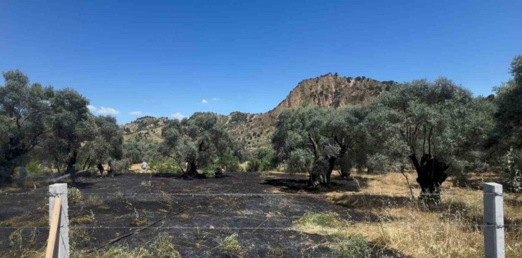 nazillide zeytin bahcesi yangini 45ca811560f6