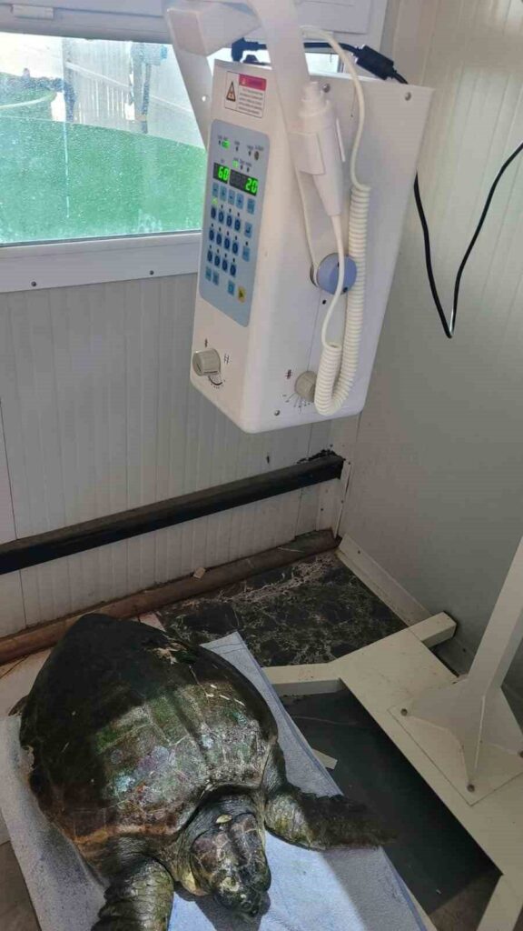 Yaralı caretta carettanın tedavisine başlandı 2 yarali caretta carettanin tedavisine baslandi 372ec000516b