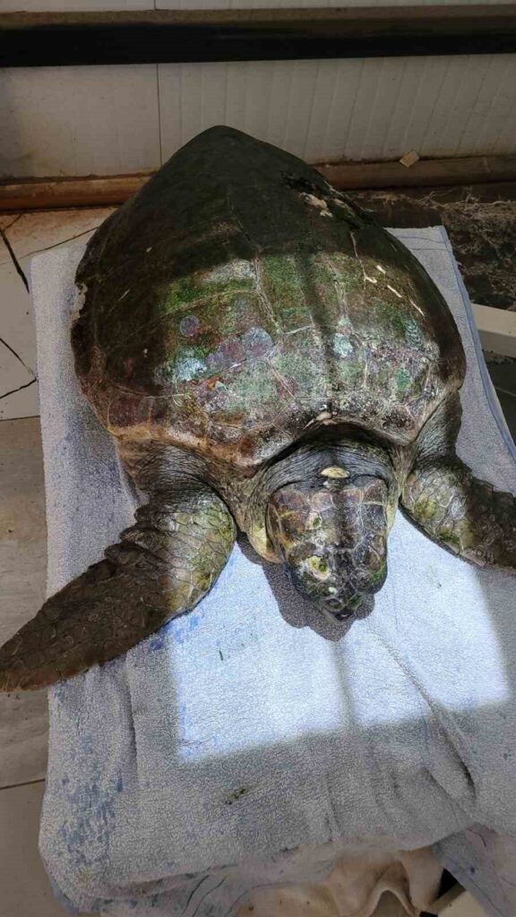 Yaralı caretta carettanın tedavisine başlandı 3 yarali caretta carettanin tedavisine baslandi f792857bae26