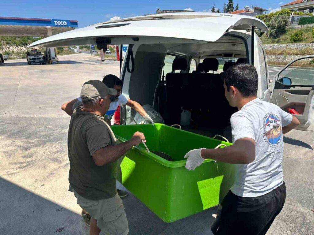 yarali caretta carettaya yardim eli uzandi 07cafa3f5799
