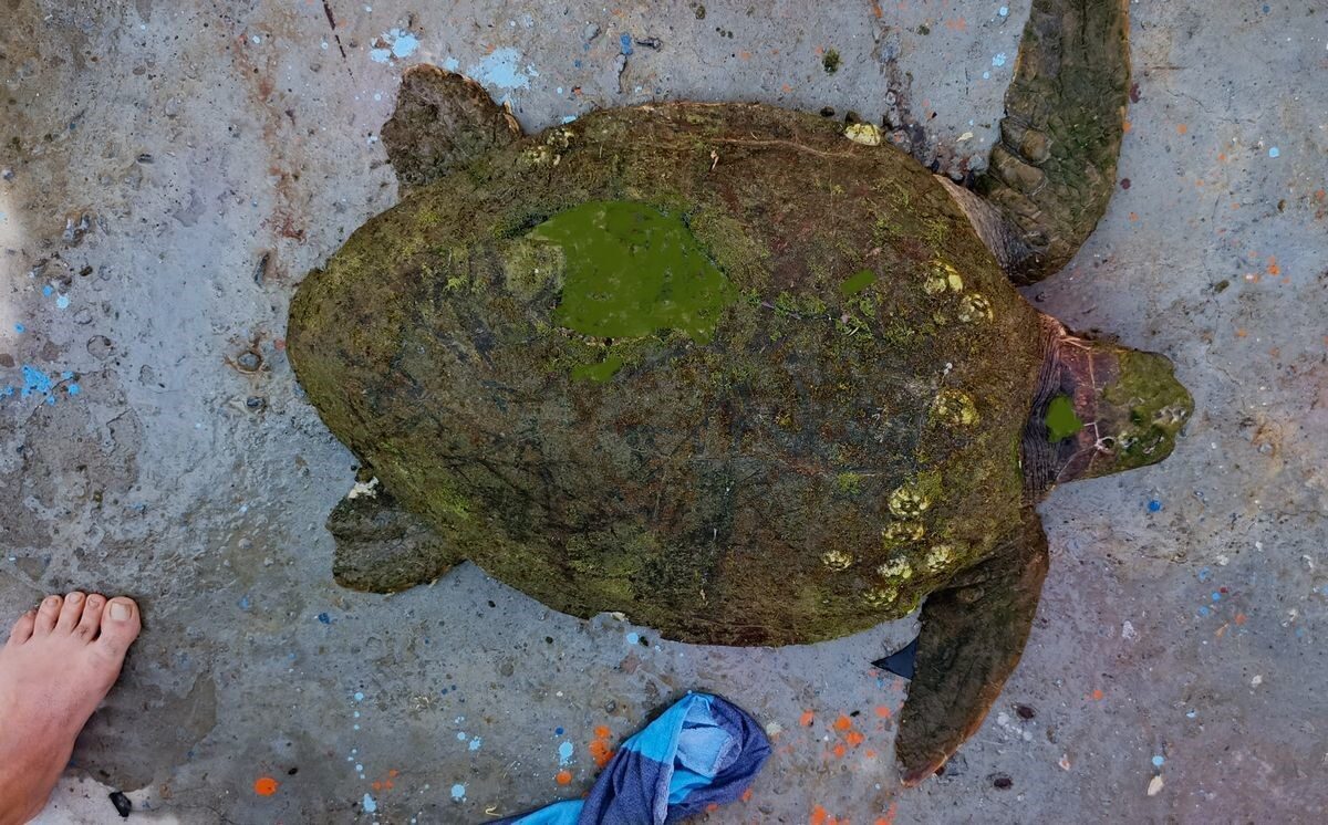 Yaralı Caretta caretta’ya yardım eli uzandı 6 Yaralı Caretta caretta’ya yardım eli uzandı