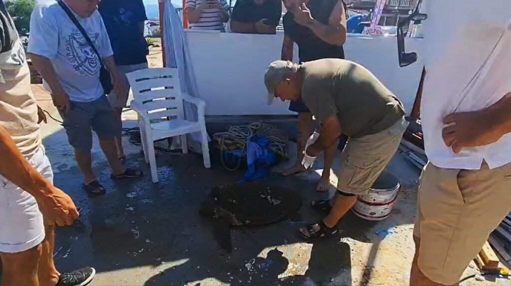 yarali caretta carettaya yardim eli uzandi e0d9f75e19fd
