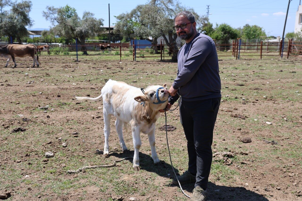 Yerli ırklar daha dayanıklı 9 Yerli ırklar daha dayanıklı