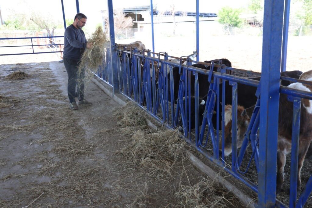 yerli irklar daha dayanikli 2b6556f973d9