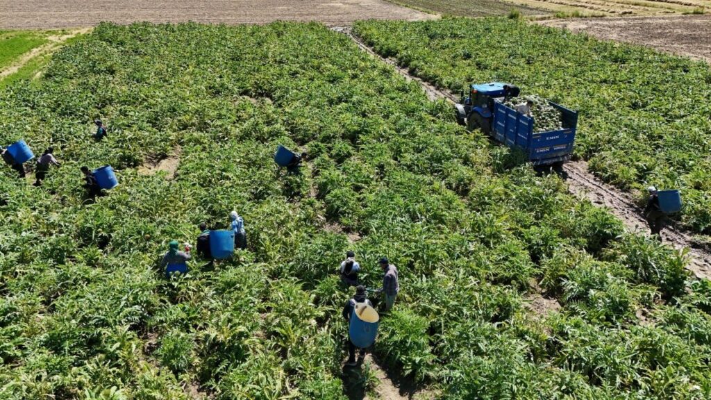 Asgari ücretin 4 katını kazanıyorlar 8 yesil elmas enginarin gorunmeyen mesaisi yuz gulduruyor 20a792cf35a7