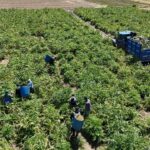 yesil elmas enginarin gorunmeyen mesaisi yuz gulduruyor 20a792cf35a7