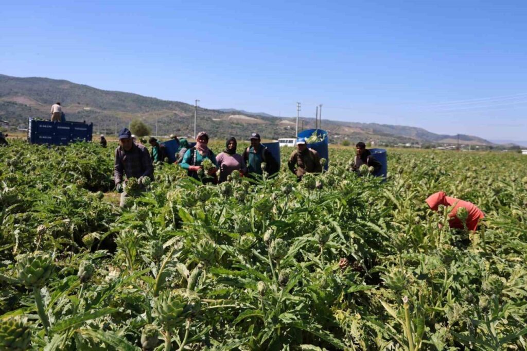 Asgari ücretin 4 katını kazanıyorlar 4 yesil elmas enginarin gorunmeyen mesaisi yuz gulduruyor 24c3fc3035cb
