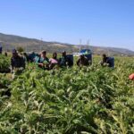 yesil elmas enginarin gorunmeyen mesaisi yuz gulduruyor 24c3fc3035cb