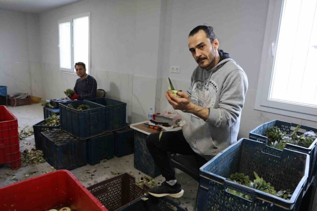Asgari ücretin 4 katını kazanıyorlar 5 yesil elmas enginarin gorunmeyen mesaisi yuz gulduruyor 9a616bb113c3