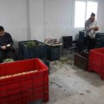yesil elmas enginarin gorunmeyen mesaisi yuz gulduruyor cd6e90cfb0ca