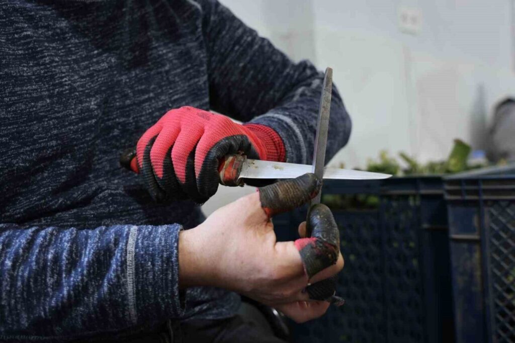 Asgari ücretin 4 katını kazanıyorlar 2 yesil elmas enginarin gorunmeyen mesaisi yuz gulduruyor dbe0958351c4