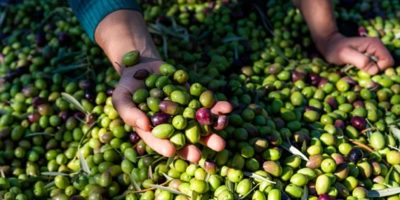 Aydın’da Zeytin Hasadı ve Meşhur Zeytinler