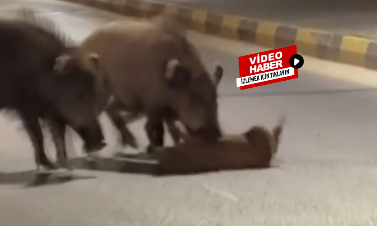 Aydın’da domuz problemi büyüyor: Yavru domuza saldırıp yemeye çalıştılar!