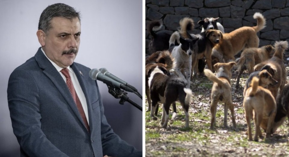 Taviz yok: Tüm sokak köpekleri toplatılıyor! Bakan Çiftçi tarih verdi