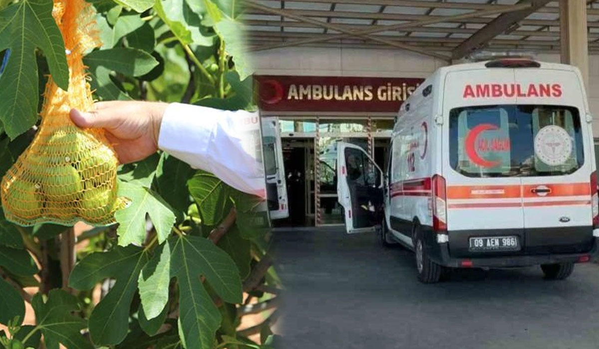 İğlek toplarken ağır yaralandı: Durumu kritik, Aydın’a sevk edildi