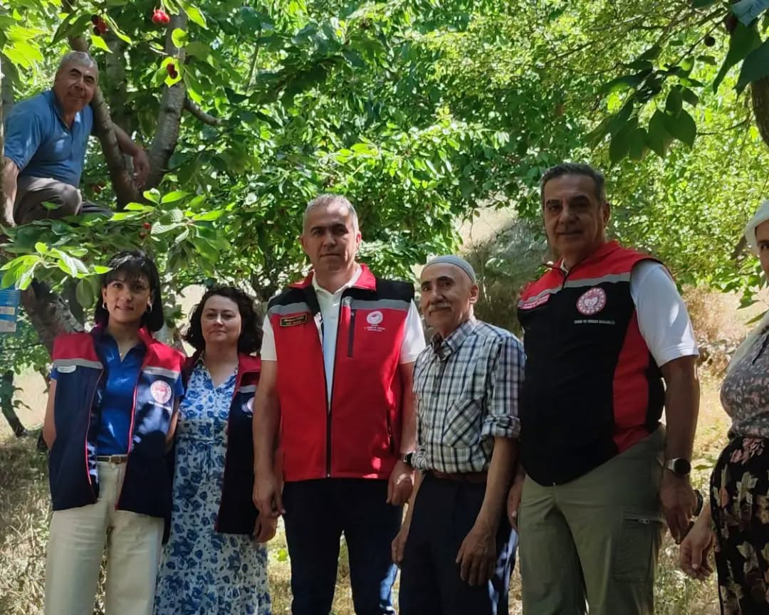 Aydın’da kiraz üreticileri bereketli bir sezon geçiriyor