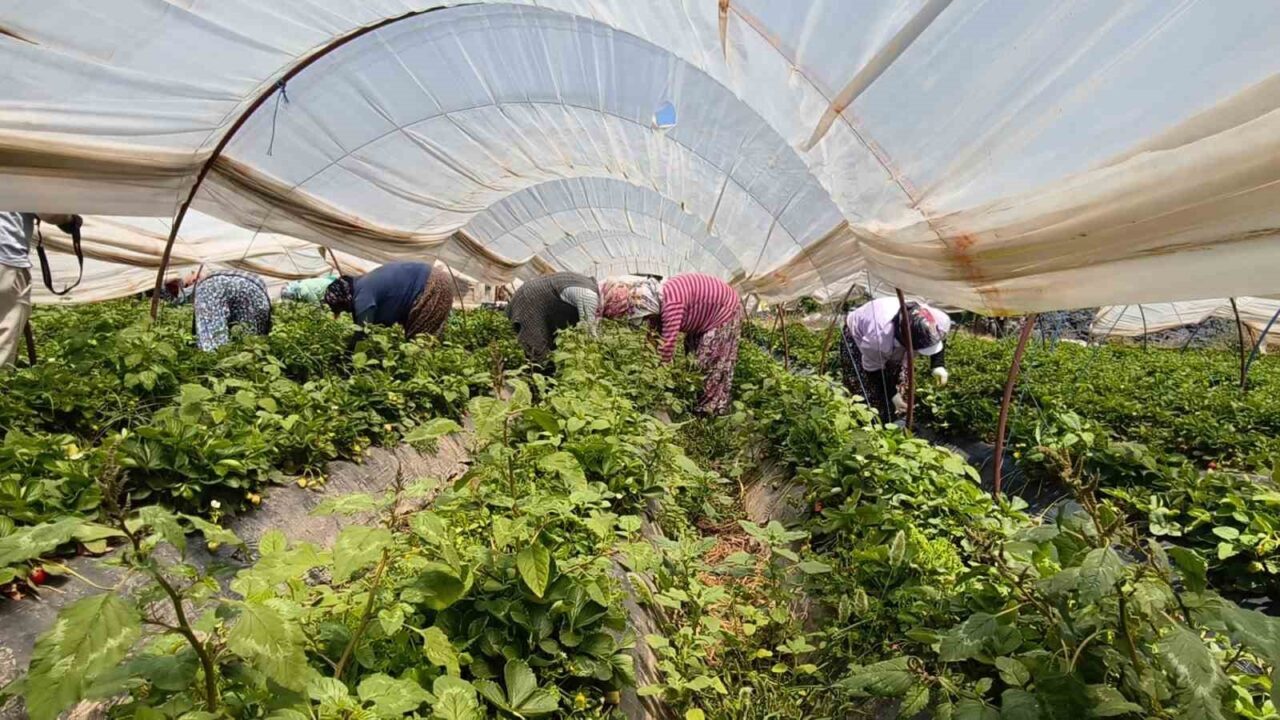Aydın’da kavurucu sıcakta çilek mesaisi