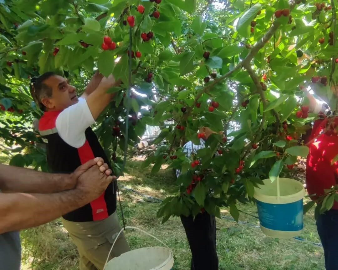 Aydın’da kiraz hasadı sürüyor