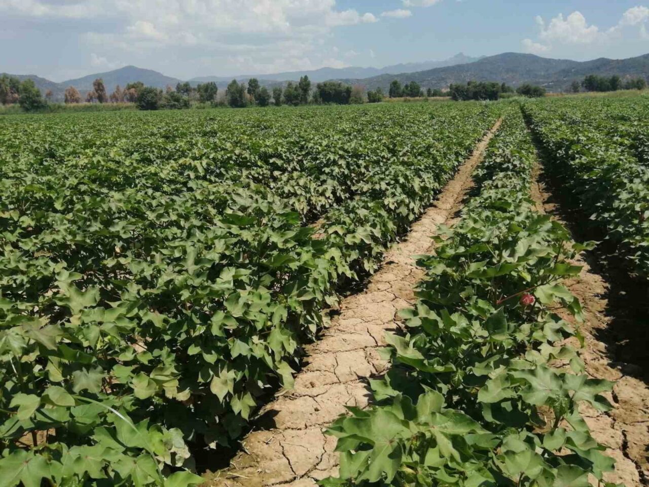 Aydın’da pamukta zararlı uyarısı
