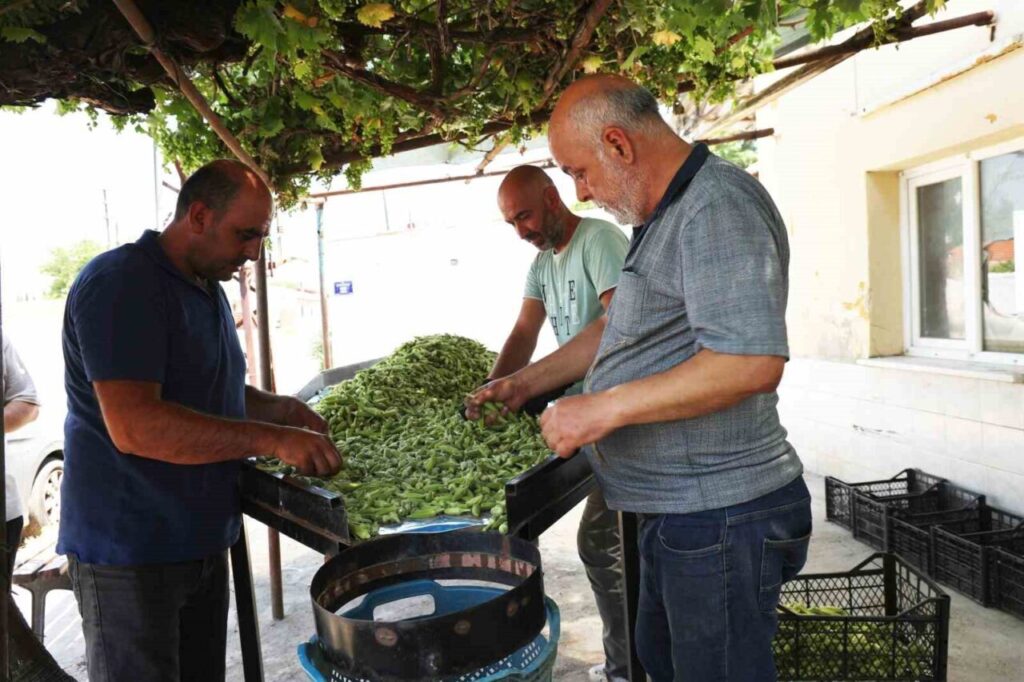 aydinin bamyasi turkiyenin dort bir yanina gonderiliyor 24eafd6e2405